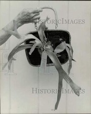 1971 press photo for sale  Memphis