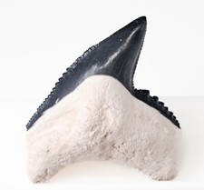 Deep blue bone for sale  Bradenton