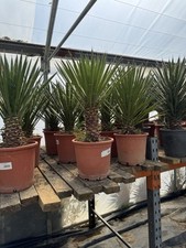 Yucca filifera 25 for sale  UXBRIDGE