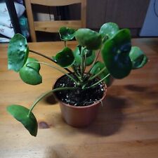 Pilea chinese money for sale  BARKING