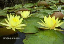 Small yellow water for sale  Sanger