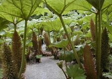 30 sementes GUNNERA MANICATA---Sementes de ruibarbo gigante--Sementes de plantas--Jardinagem--Presente comprar usado  Enviando para Brazil