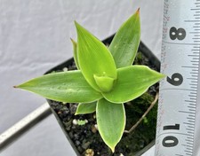 Orectanthe ptaritepuiana auyan for sale  Honolulu