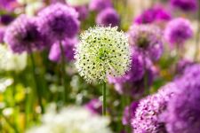 20x giant allium for sale  CRAWLEY