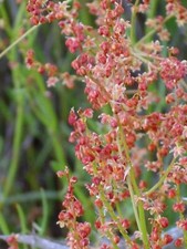 100 sheep sorrel for sale  Canton