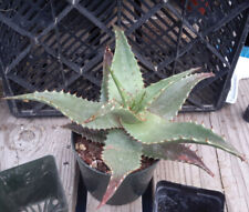 Semi aloe secondiflora usato  Trappeto