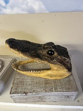 Real authentic alligator for sale  Long Island City