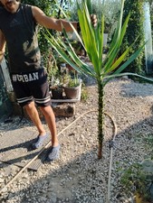 Yucca filamentosa alta usato  Siculiana