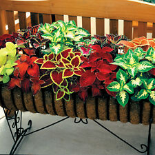 Flower coleus wizard for sale  SALISBURY