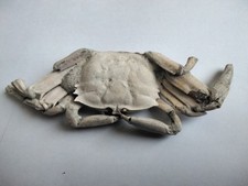 Crabe fossile d'occasion  Sainte-Maxime