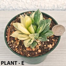 Succulent live plants for sale  San Jose