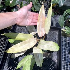 Philodendron whipple way for sale  USA