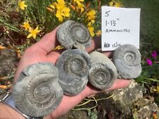 whitby fossil for sale  KNARESBOROUGH