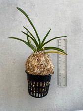neofinetia d'occasion neofinetia d'occasion Rennes-