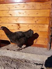 Uova fertili gallina usato  Valvestino