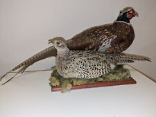 Ringneck pheasant taxidermy for sale  SHEFFIELD