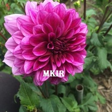 Dahlia tubers bulbs for sale  Canisteo