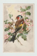 Chardonneret bird. old d'occasion  Expédié en Belgium