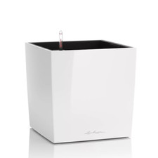 Lechuza cube premium usato  Roccagloriosa