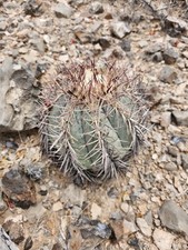 Large devil head for sale  El Paso