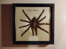 Taxidermy tarantula spider for sale  LONDON