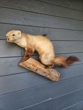 Ausgestopfter marder gebraucht kaufen  Rietberg