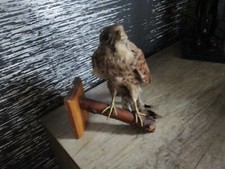 Taxidermie oiseaux naturalise d'occasion  Stiring-Wendel