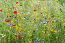 Wildblumenwiese samen gartenbl gebraucht kaufen  Versand nach Germany