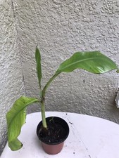 trees fruit organic for sale trees fruit organic for sale Riverview