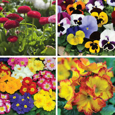 Summer bedding plants for sale  IPSWICH