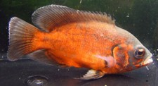 Red oscar live for sale  Marysville