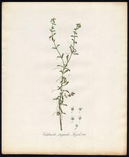 Antique print callitriche for sale  Shipping to United Kingdom