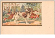 Chien 44174 griffon d'occasion  France