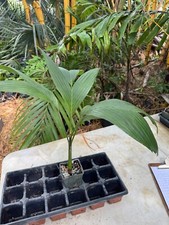 Areca guppyana palm for sale  Port Saint Lucie