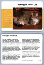 Norwegian forest cat for sale  SLEAFORD