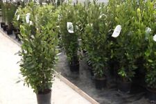 Alloro laurus nobilis usato  Valmacca