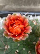 Gymnocalycium schuetzianum có gebraucht kaufen  Titz