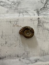 Fossil ammonites marine for sale  BARNSTAPLE