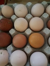 Lot oeufs fécondés d'occasion  Aire-sur-la-Lys