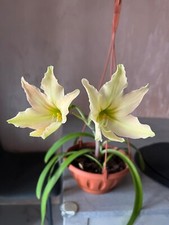 Hippeastrum evansiarum 6 usato  Bagnoregio