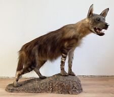 Braune hyäne hyaena gebraucht kaufen  Neustadt in Sachsen
