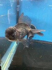 Thai oranda black for sale  Hialeah