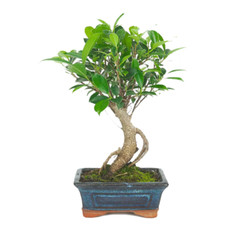 Bonsai ficus retusa d'occasion  Fresnes