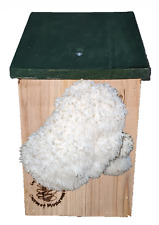 Lions mane mushroom for sale  WORCESTER