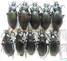 Carabus megodontus purpurascen d'occasion  Le Havre-