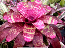 Bromeliad neoregelia energized for sale  USA