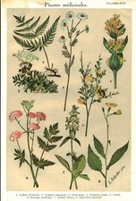 Botany engraving medicinal d'occasion  Expédié en Belgium