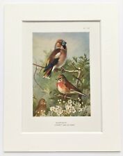 Archibald thorburn hawfinch for sale  NORWICH