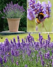 English lavender seeds for sale  BROCKENHURST