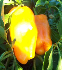 Riesen paprika gelb gebraucht kaufen  Muldestausee